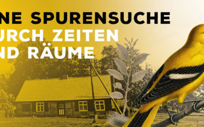 Ein gelber Pirol-Vogel vor einem alten Haus